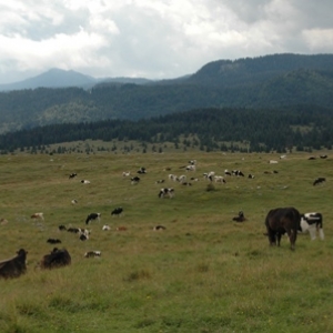 DSC_0985.jpg